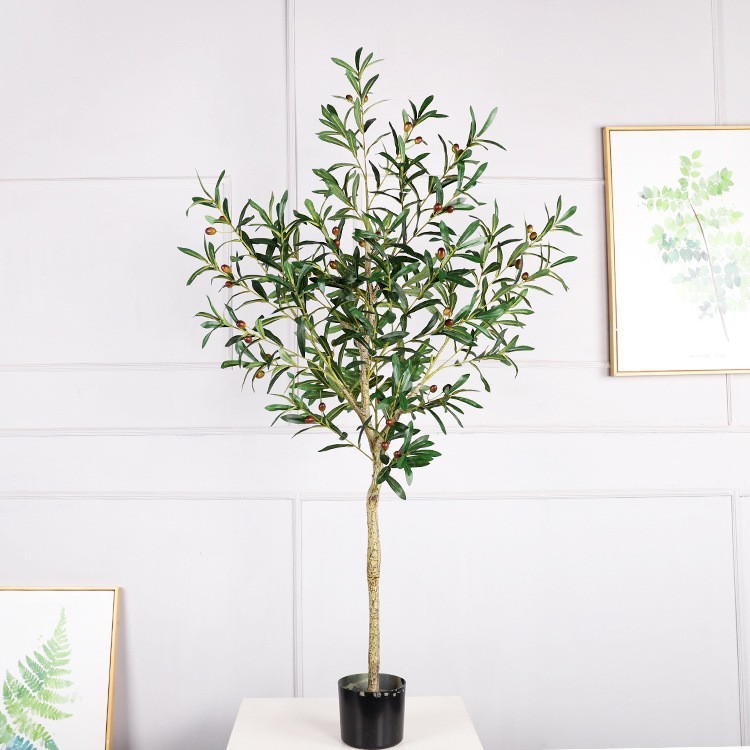 1.6 m olive tree with fruit