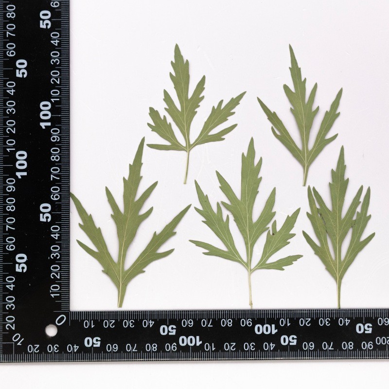 MH715 Yimucao Natural green