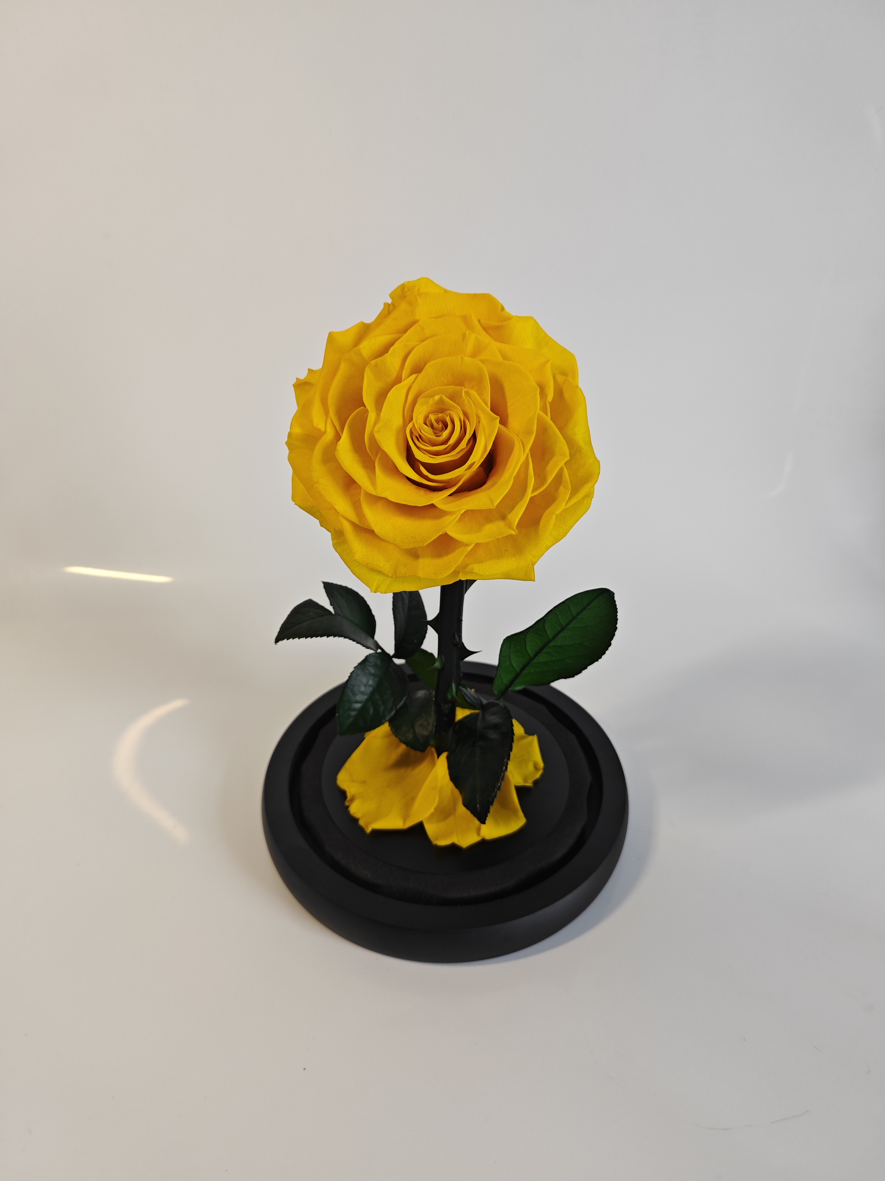 Amarillo dorado