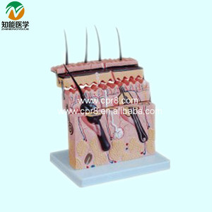 用于教学和学习解剖学的切片模型皮肤外科实践实用缝合套件 - Product Image 2