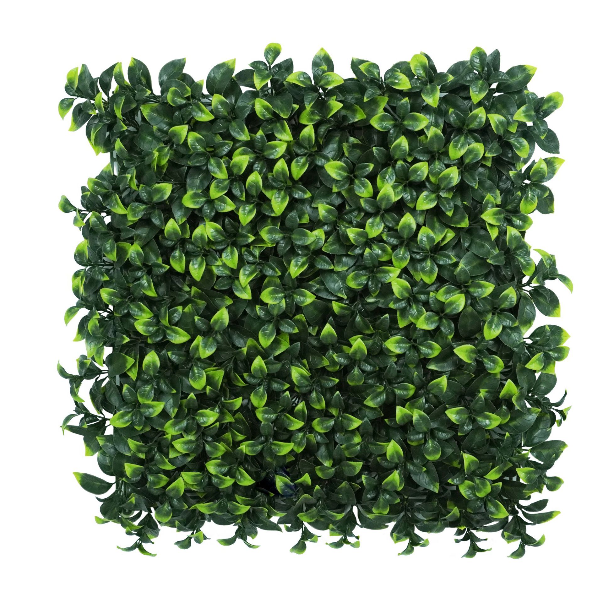 Boutures de feuilles de gardénia