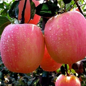 แอปเปิ้ลฟูจิสีแดงสดแอปเปิ้ลผลไม้สดธรรมชาติ - Product Image 3