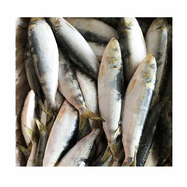 السردين الطازجة المجمدة للبيع سمك السردين