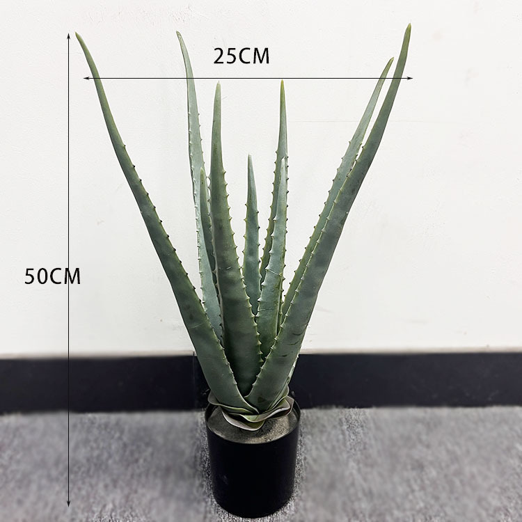 Aloe vera foncé 50CM
