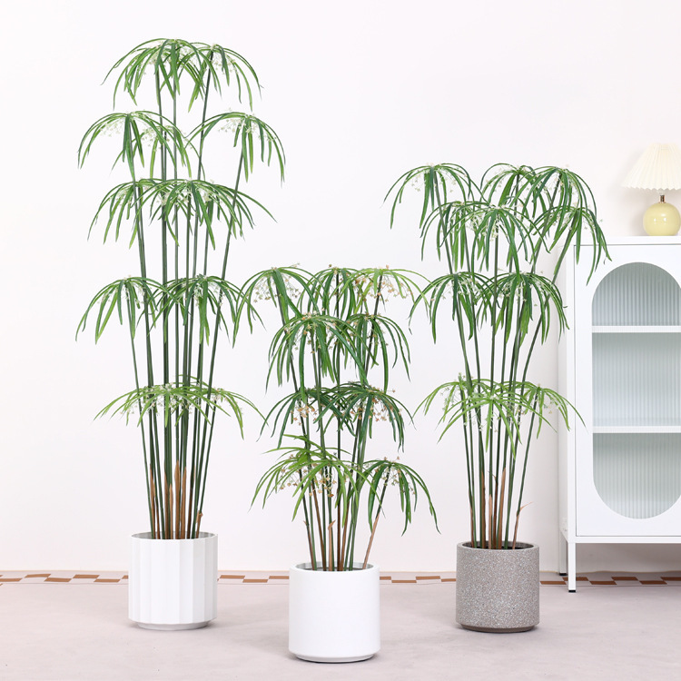 Windmill grass-black base