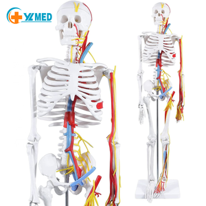 85cm Neurovascular Heart Skeleton Model Human Anatomy Model Detachable Limbs Teaching <strong>Explanation</strong> Doctor-Patient Models - Product Image 1