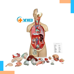 27-Part Dual-Sex PVC Manikin Open <strong>Back</strong> <strong>Human</strong> Torso with Exposed Muscular Layers Vertebral Column &amp; Nerve Branches for Training - Product Image 1
