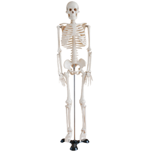 BIX-A1003 Medical Science <strong>Human</strong> Body Parts 84CM Skeleton Model for Teaching and Learning Anatomy - Product Image 1