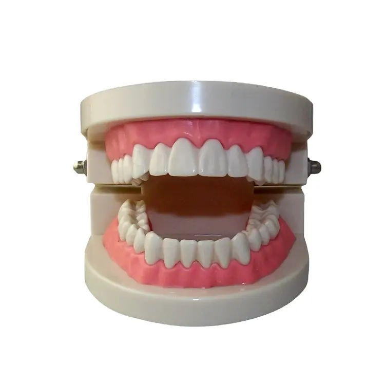 Nuevo Modelo de dientes de demostración tipodont estándar para adultos, para enseñanza Dental