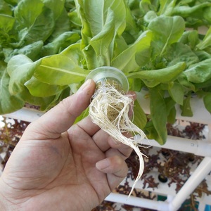 网状盆塑料网杯绿色植物水培种植系统网状盆