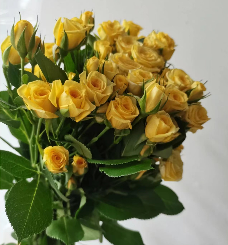 Dream barbie (10/tie)