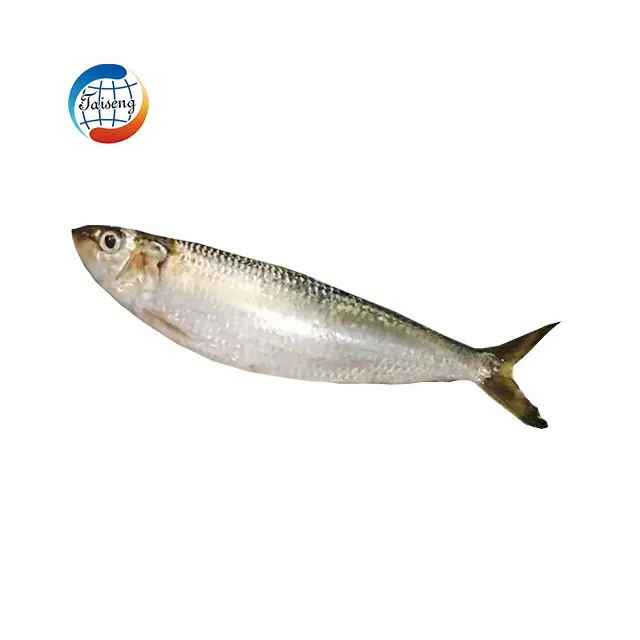 थोक sardinas कीमत जमे हुए सार्डिन मछली