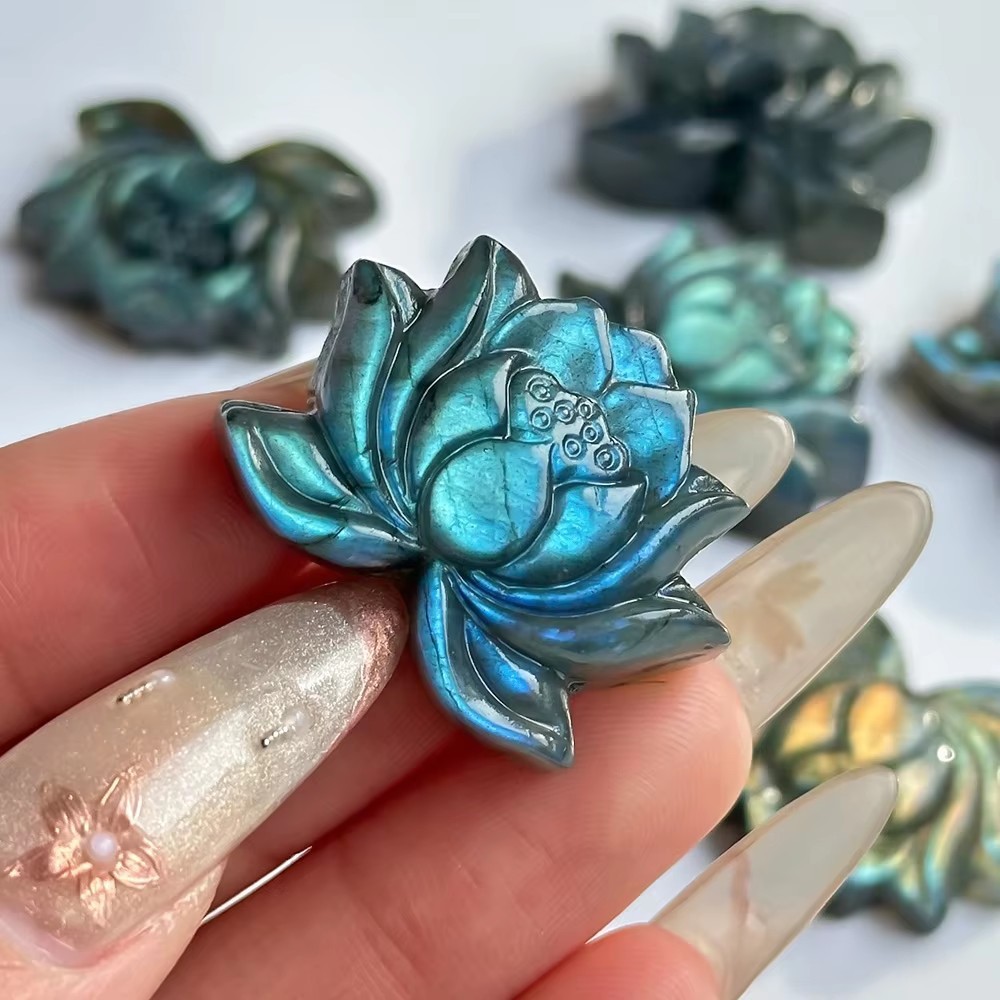 Lotus flower