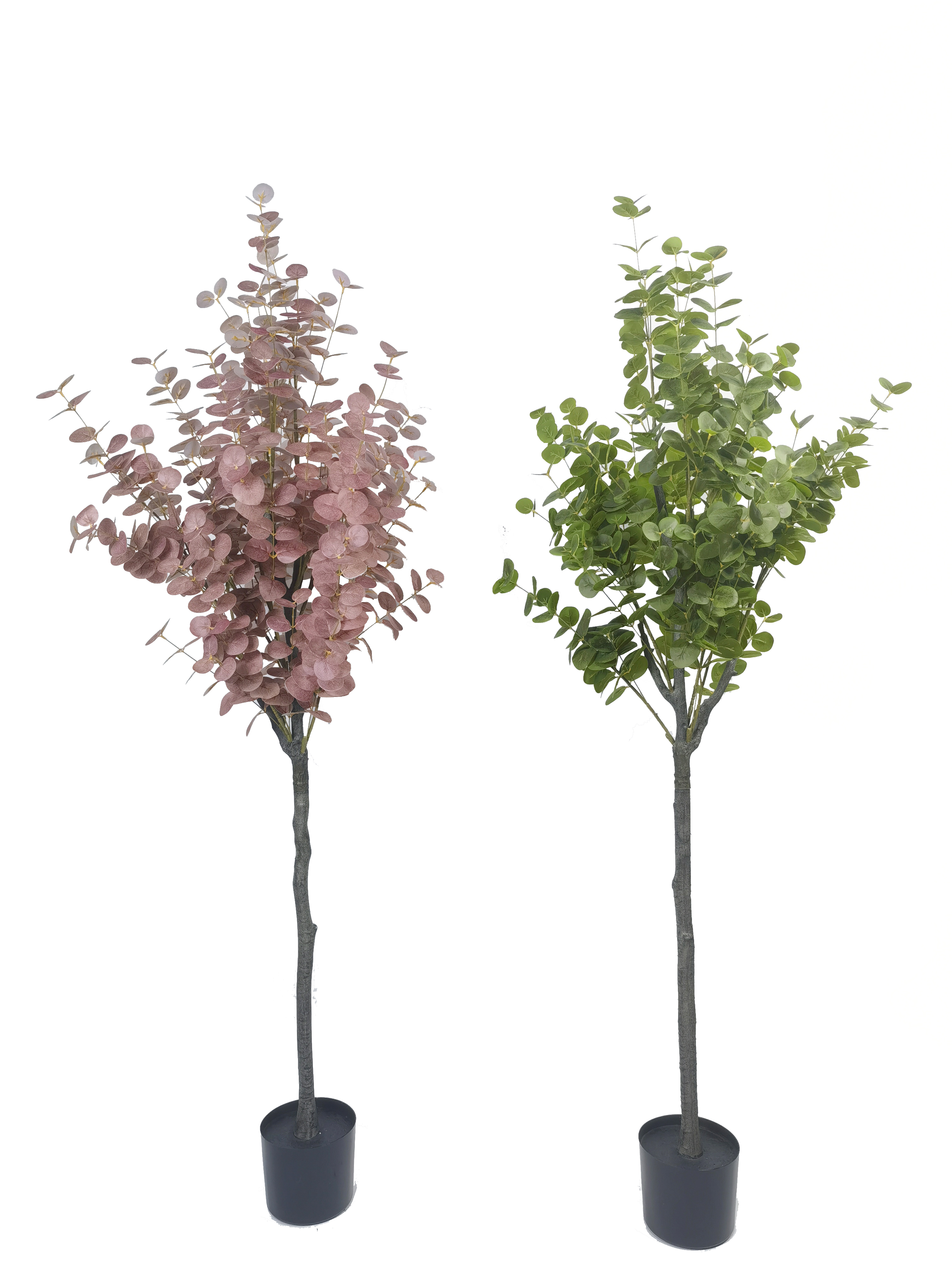 eucalyptus