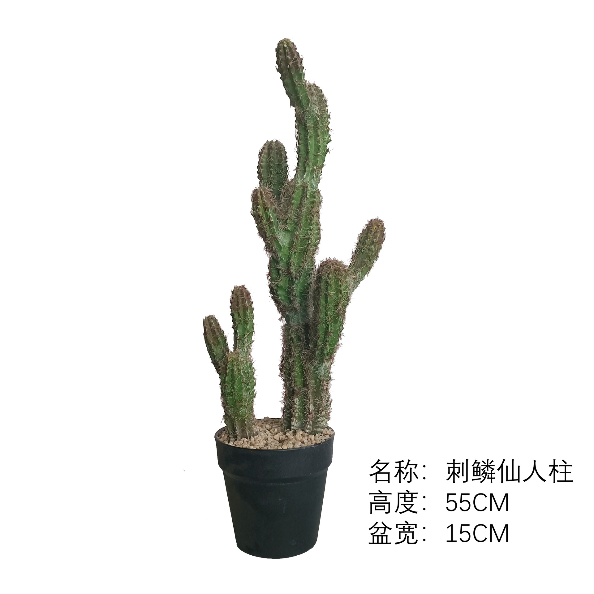 Cactus de hoja espinosa