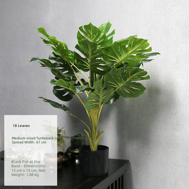 Plante en pot moyenne, feuille de tortue.