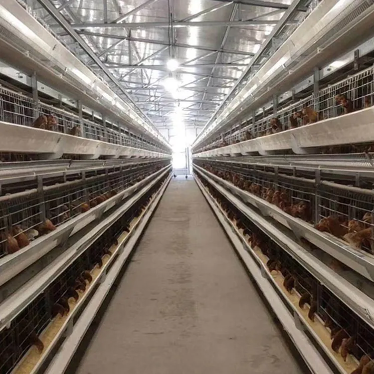 Cages à batterie Poulailler Volaille Ferme Équipement Cages pour poules pondeuses cage de type H