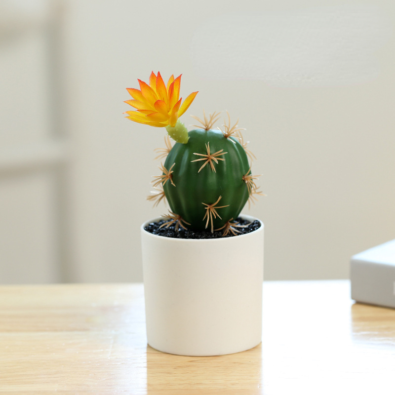 Small Pot Plant (Plastic Basin)