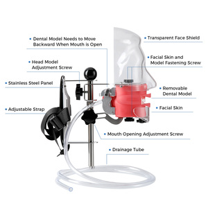 Dental Teaching Head Model <strong>Fix</strong> on Chair with Lifelike Typodont <strong>Tooth</strong> Model - Product Image 4