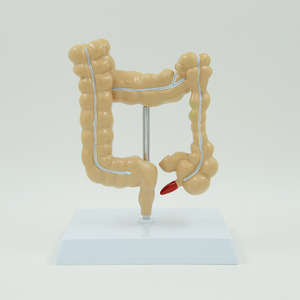 Tıbbi model beyin anorektal doktor-hasta İletişimi anatomik model insan bağırsak modeli - Product Image 4
