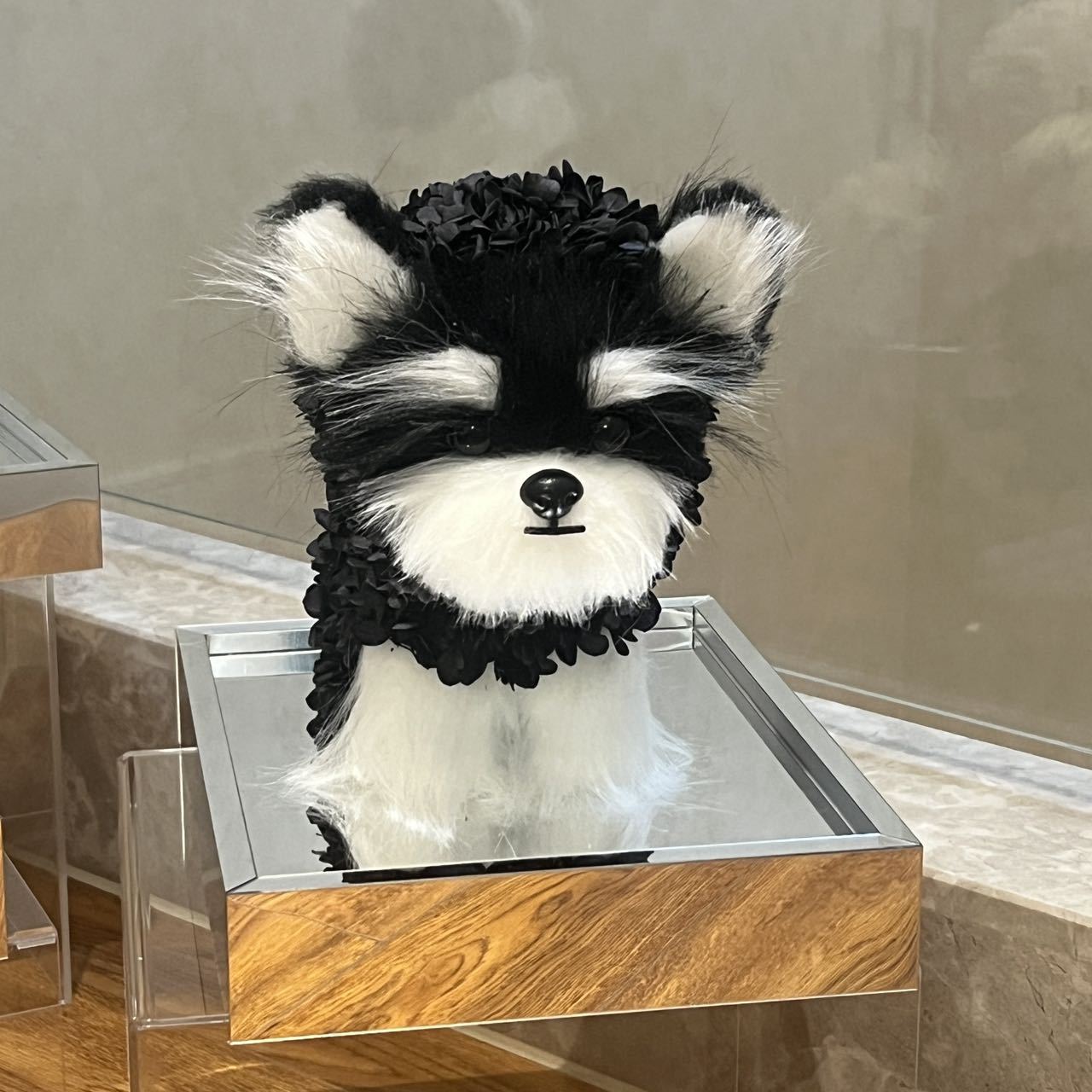 Schnauzer noir