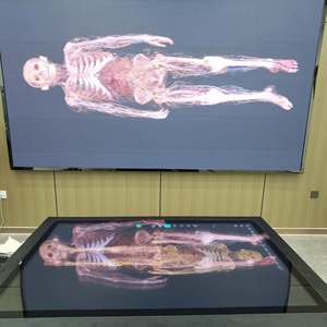 3D <strong>Human</strong> Model 3D Structure for Anatomical Teaching Course Medical School