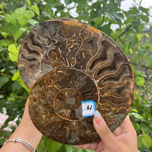 Geode piedra de cristal Natural para decoración curativa, fósil de conchas, Slice espécimen de amonita, de alta calidad, venta al por mayor - Product Image 4