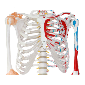 शिक्षण चिकित्सा विज्ञान मानव जीवन आकार कंकाल मॉडल शारीरिक मानव कंकाल मॉडल शारीरिक मानव कंकाल मॉडल - Product Image 4