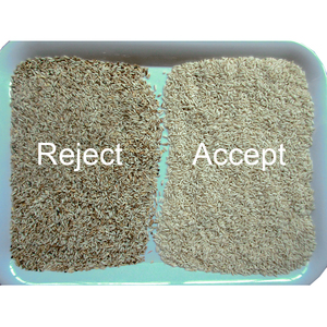 Máquina automática de clasificación de arroz parcocido, nuevo modelo, CCD, para Molino de arroz, 2022 - Product Image 6