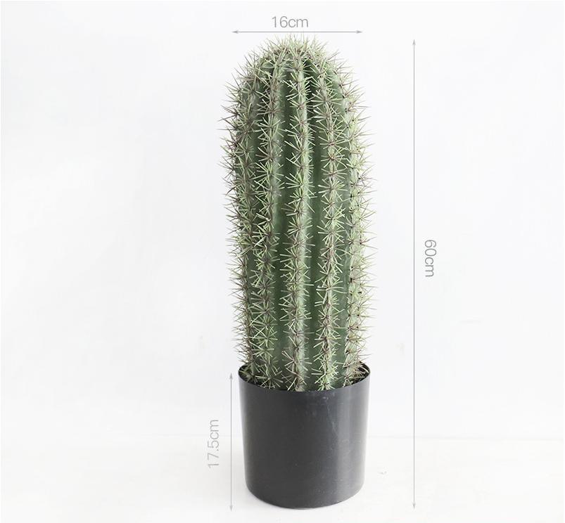60 cm densely thorned big-headed cactus