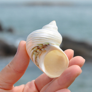Deniz kabuğu kahverengi deniz kabukları 1.75 "-2" açılış boyutu yaklaşık. 1 "Petholatus Turbo kabukları Conch - Product Image 5