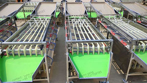 Factory Price Fruit plum Passion Sorter Potato Roller Size <strong>Sorting</strong> Machine apple Mango Walnut Date Garlic Grade Sorter - Product Image 5