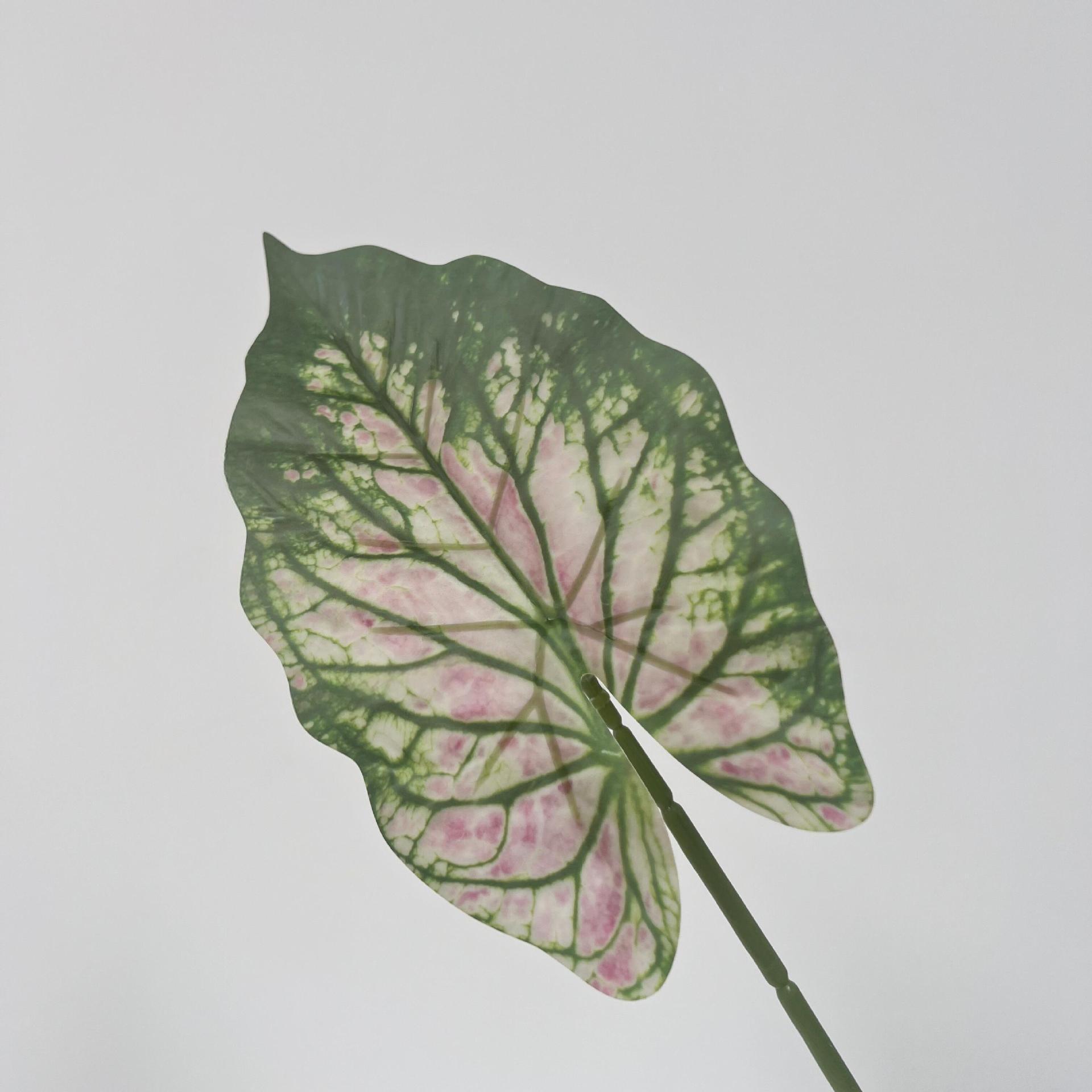 Hojas verdes de alocasia B