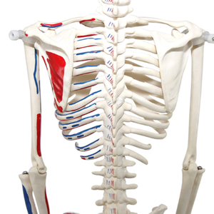 शिक्षण चिकित्सा विज्ञान मानव जीवन आकार कंकाल मॉडल शारीरिक मानव कंकाल मॉडल शारीरिक मानव कंकाल मॉडल - Product Image 3