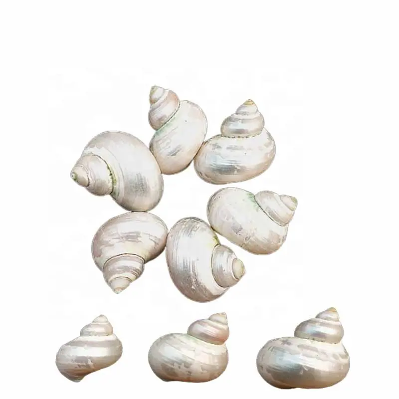 まとめ買い!! Silver White Sea Conch ShellためDIY Nautical Style Shell Necklace Jewelry