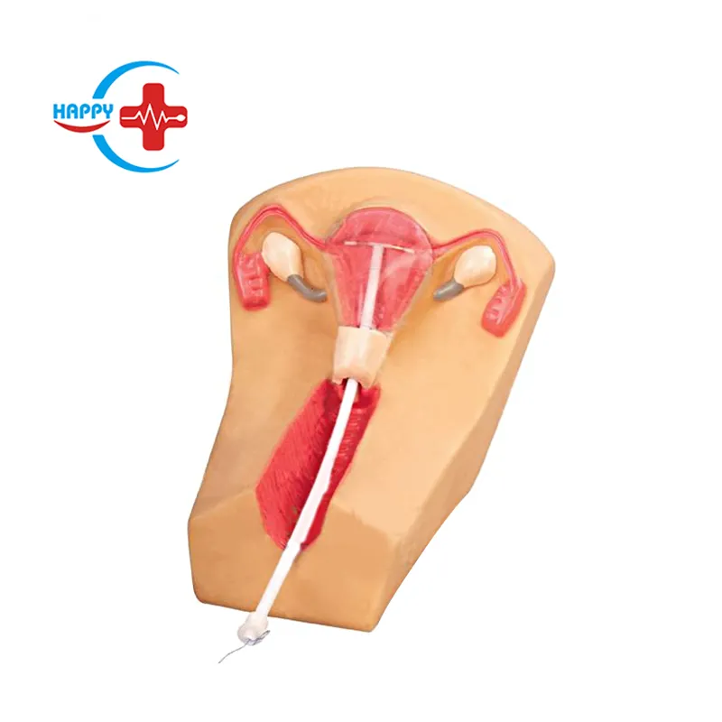 HC-S328 de entrenamiento médico para mujer, modelo de entrenamiento para medicina intrauterina