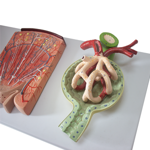 Chất lượng cao vật liệu vật nuôi cầu thận mô hình của thận và nephron cho y tế khoa học giải phẫu giáo dục - Product Image 4