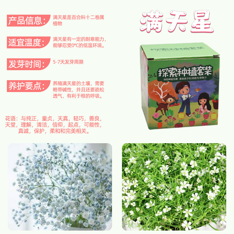 Kit de plantation de gypsophile