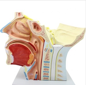 İnsan kranial ve sinir anatomik modeli beyin sinir modeli kranial sinir sistemi anatomisi modeli büyütülmüş burun vasküler kas - Product Image 3