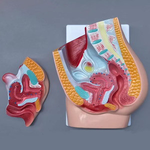 Detachable Human Female Pelvis <strong>Section</strong> Model 2 Parts Female Urogenital System Anatomical Model