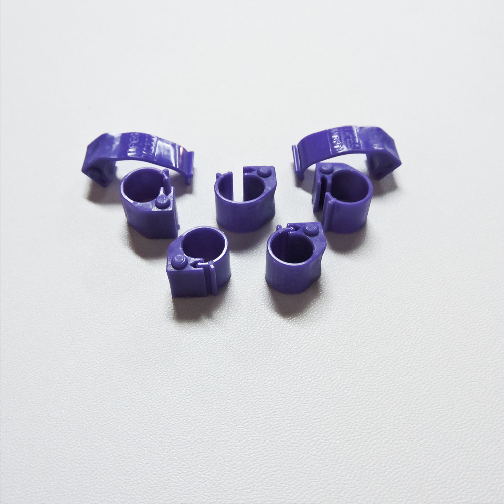 Pourpre