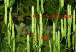 売れ筋ピュア & ナチュラル植物エキスLycopodium Clavatum Spore Powder
