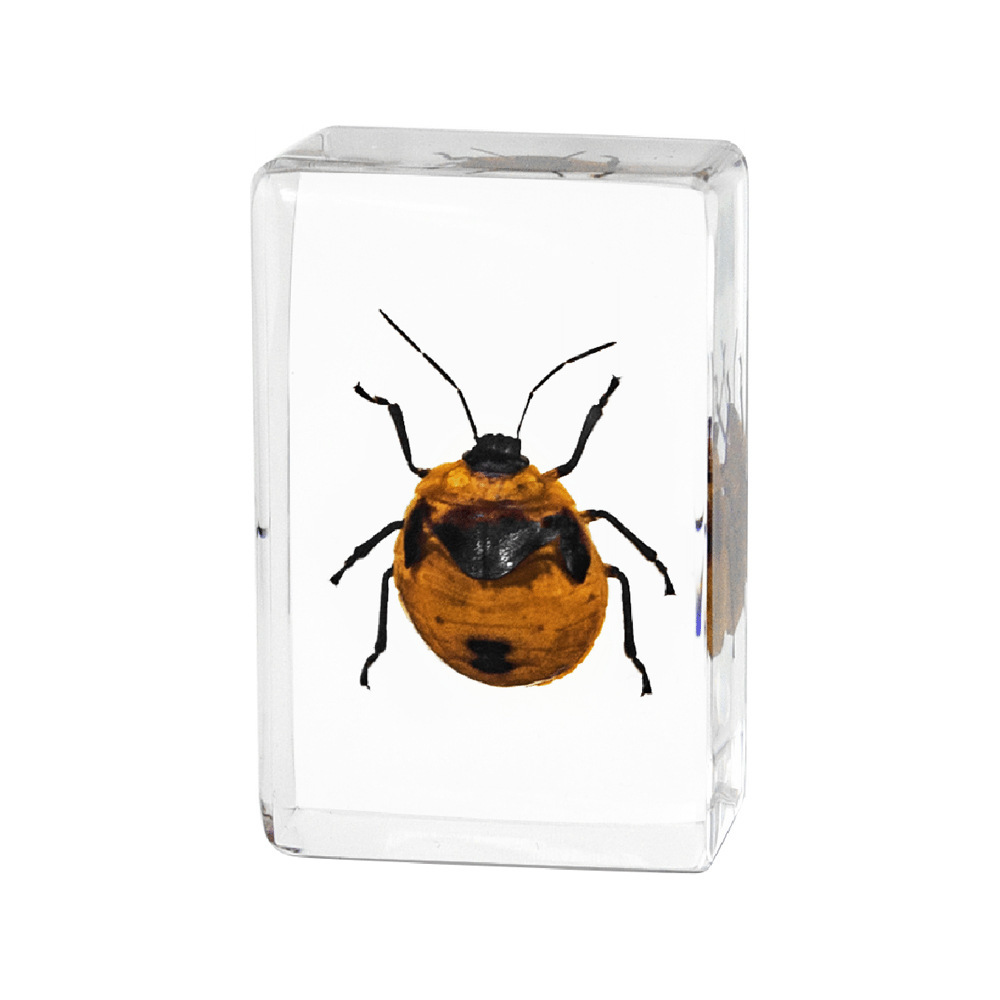 45cm small camellia oleifera wide shield bug larvae