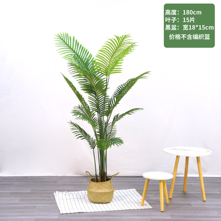 Nuova varietà di palma da areca alta 180 cm