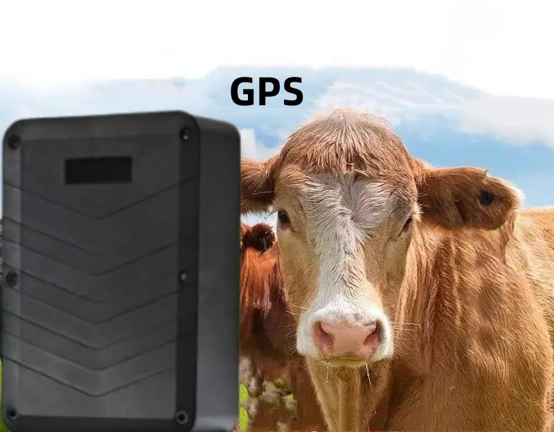 Localizador GPS de ganado y ovejas, artefacto de seguimiento, animales de pastoreo de montaña, caballo, mascota, posicionamiento satelital impermeable