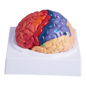 Lehrmittel mit abnehmbarer Farbe 1: 1-Anzeige Anatomische Farbe des Gehirns Funktions bereiche Farb hirn modell