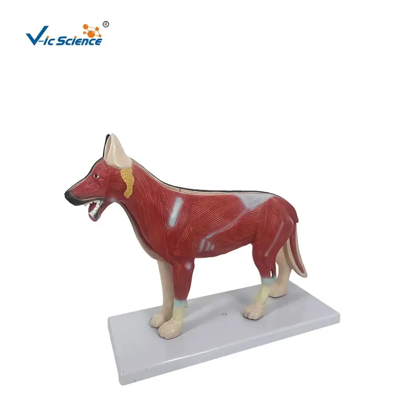 Modelo de anatomia canina (Canis lupus familiaris) modelo anatômico de cachorro