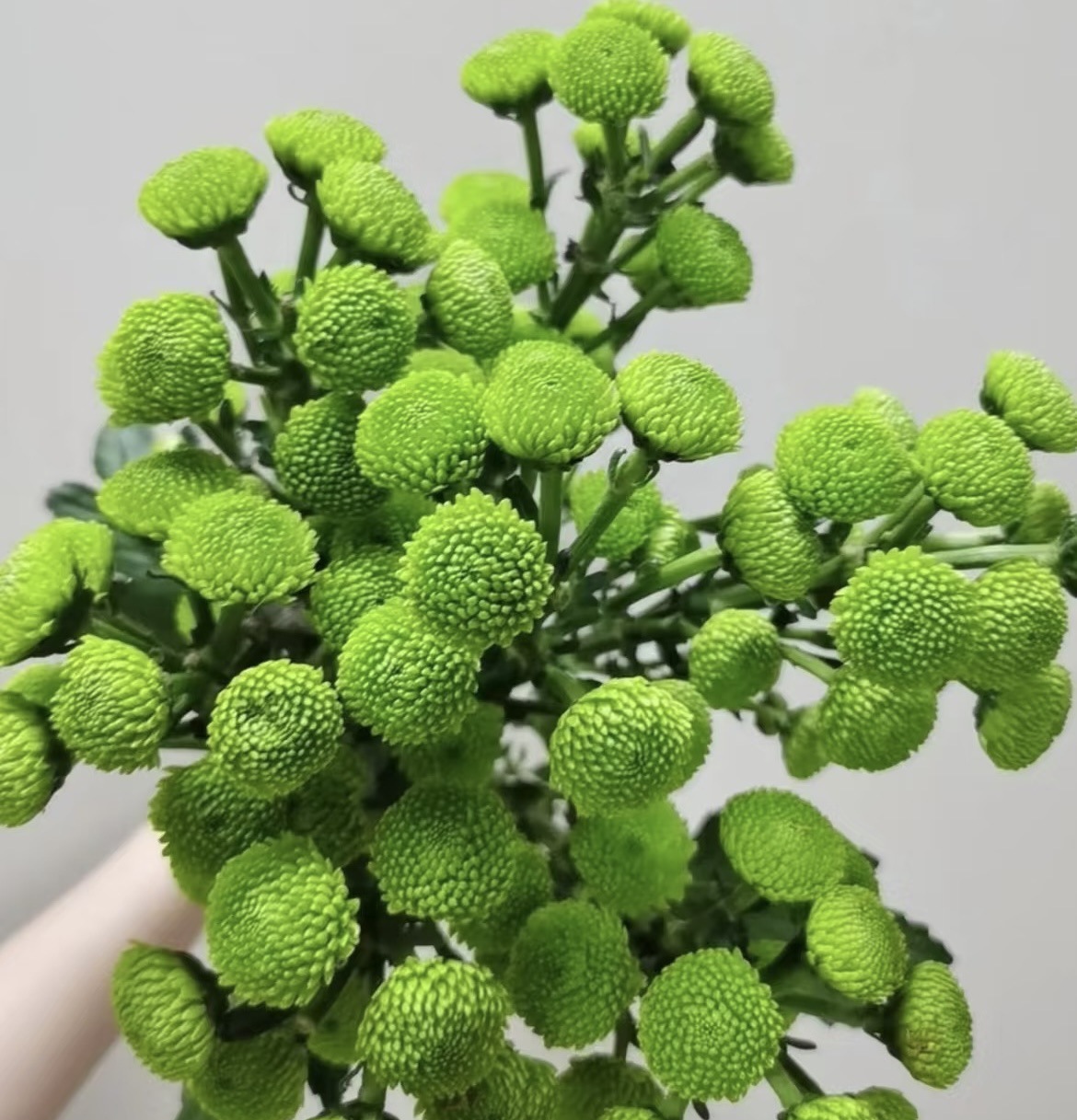 Green forest-green button 10