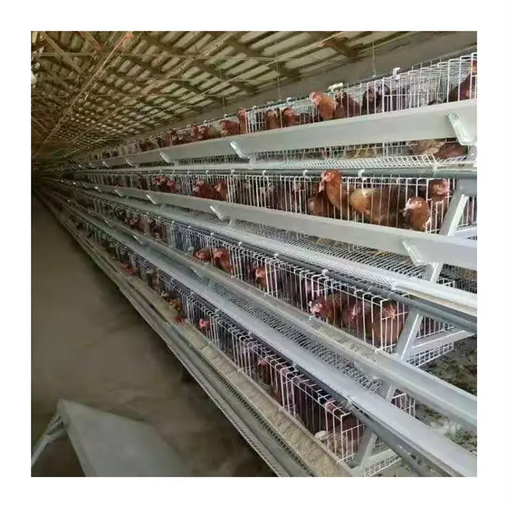 Bir tip 4 katmanlı tel örgü hayvan kafesleri endüstriyel üreme tavuk kafesi ticari çiftlik tavuk yumurta kafesi