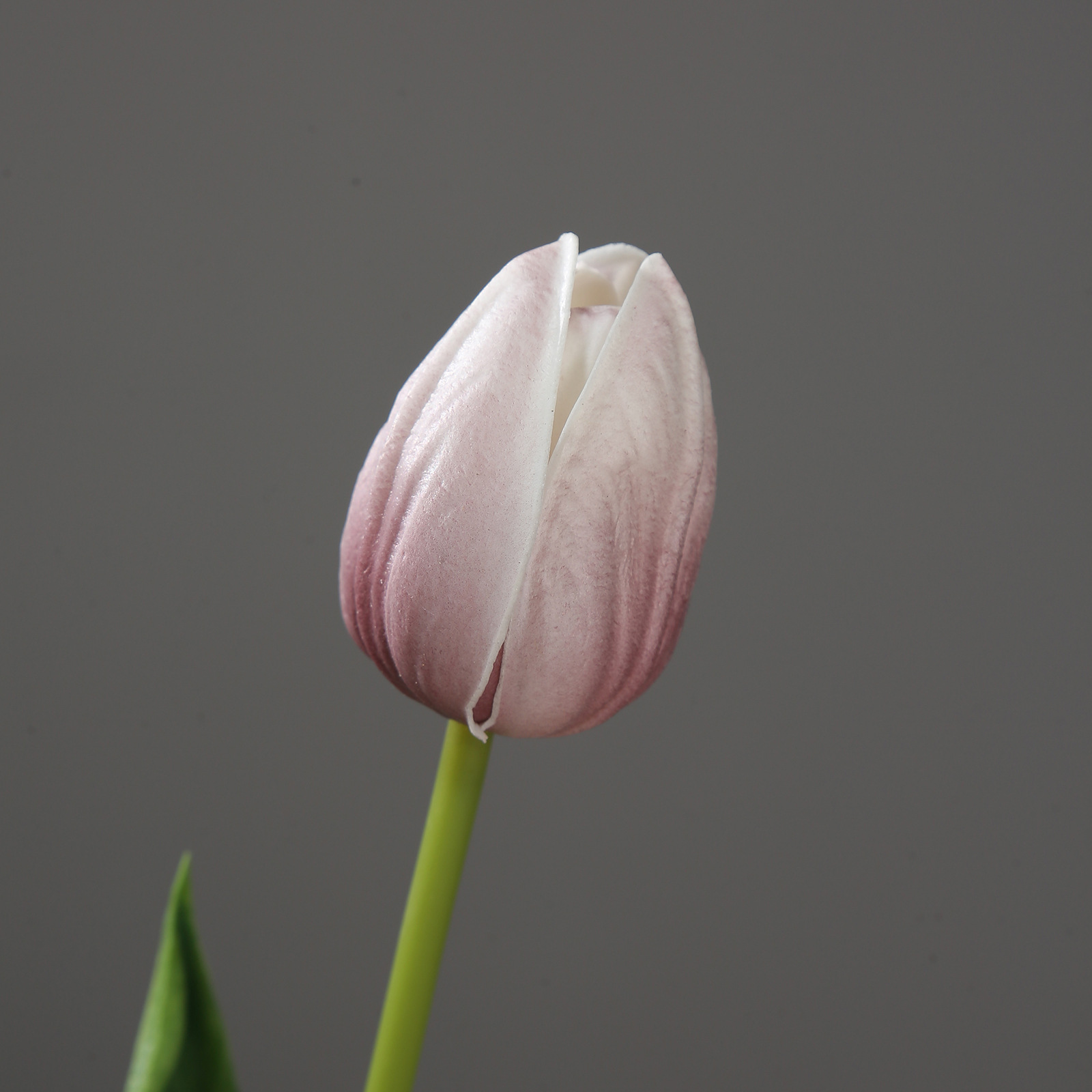 Pourpre